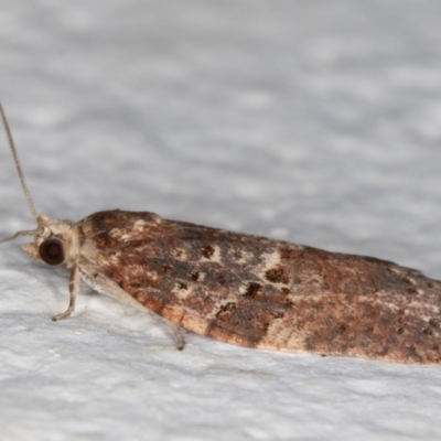 Epiphyas ashworthana (Ashworth's Tortrix) at Melba, ACT - 23 Oct 2021 by kasiaaus