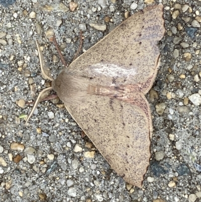 Arhodia lasiocamparia (Pink Arhodia) at QPRC LGA - 27 Dec 2021 by Steve_Bok