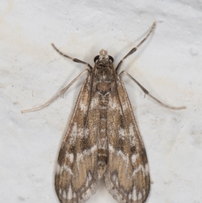 Hygraula nitens (Pond Moth) at Melba, ACT - 23 Oct 2021 by kasiaaus