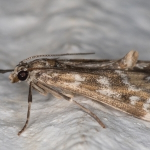 Hygraula nitens at Melba, ACT - 23 Oct 2021