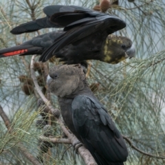 Calyptorhynchus lathami lathami (Glossy Black-Cockatoo) at Mount Taylor - 27 Dec 2021 by patrickcox