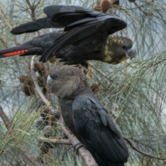 Calyptorhynchus lathami (Glossy Black-Cockatoo) at Mount Taylor - 27 Dec 2021 by patrickcox