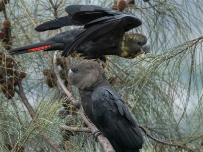 Calyptorhynchus lathami lathami (Glossy Black-Cockatoo) at Pearce, ACT - 27 Dec 2021 by patrickcox