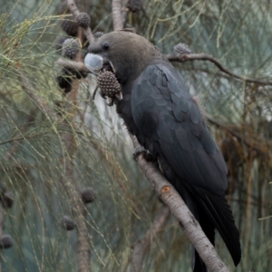 Calyptorhynchus lathami lathami at Pearce, ACT - 27 Dec 2021