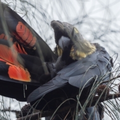 Calyptorhynchus lathami lathami at Pearce, ACT - 27 Dec 2021