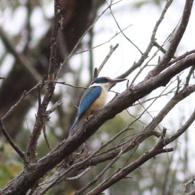 Todiramphus sanctus (Sacred Kingfisher) at Burragate, NSW - 22 Dec 2021 by KylieWaldon