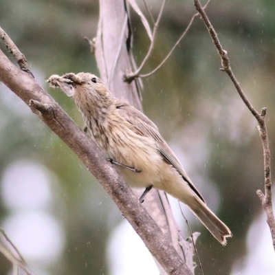 Pachycephala rufiventris (Rufous Whistler) at Burragate, NSW - 21 Dec 2021 by KylieWaldon