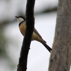 Pachycephala rufiventris at Burragate, NSW - 22 Dec 2021