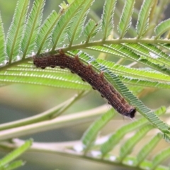 Lepidoptera unclassified IMMATURE at Burragate, NSW - 22 Dec 2021 by KylieWaldon