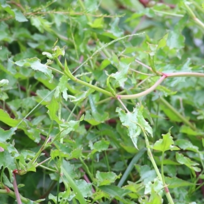 Rumex sagittatus (Turkey Rhubarb, Climbing Dock) at Burragate, NSW - 22 Dec 2021 by KylieWaldon