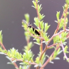 Lycidae sp. (family) at Burragate, NSW - 21 Dec 2021 by KylieWaldon