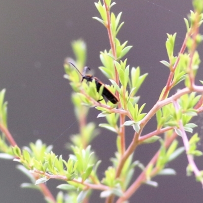 Lycidae sp. (family) at Burragate, NSW - 22 Dec 2021 by KylieWaldon