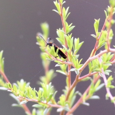 Unidentified Weevil (Curculionoidea) at Burragate, NSW - 21 Dec 2021 by KylieWaldon