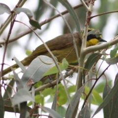 Lichenostomus melanops (Yellow-tufted Honeyeater) at Rocky Hall, NSW - 21 Dec 2021 by KylieWaldon