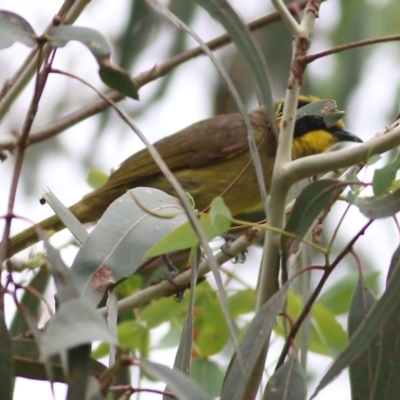 Lichenostomus melanops (Yellow-tufted Honeyeater) at Rocky Hall, NSW - 22 Dec 2021 by KylieWaldon