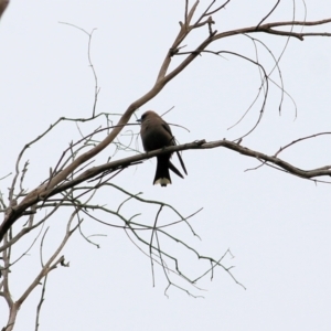 Artamus cyanopterus at Rocky Hall, NSW - 22 Dec 2021