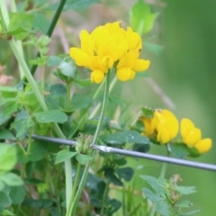 Lotus corniculatus (Birds-Foot Trefoil) at Panboola - 22 Dec 2021 by KylieWaldon