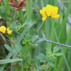 Lotus corniculatus at Pambula, NSW - 23 Dec 2021