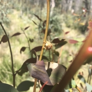 Paropsis atomaria at Rendezvous Creek, ACT - 21 Dec 2021