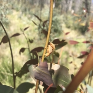 Paropsis atomaria at Rendezvous Creek, ACT - 21 Dec 2021