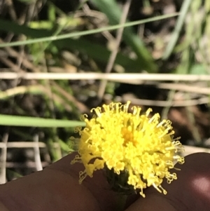 Leptorhynchos elongatus at Rendezvous Creek, ACT - 21 Dec 2021