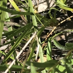 Leptorhynchos elongatus at Rendezvous Creek, ACT - 21 Dec 2021