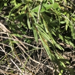 Leptorhynchos elongatus at Rendezvous Creek, ACT - 21 Dec 2021