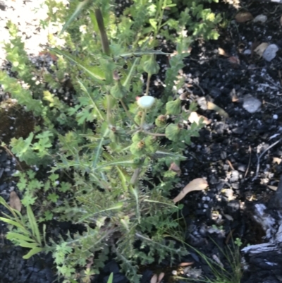 Sonchus asper (Prickly Sowthistle) at Namadgi National Park - 21 Dec 2021 by Tapirlord