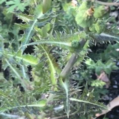 Sonchus asper at Rendezvous Creek, ACT - 21 Dec 2021 03:44 PM