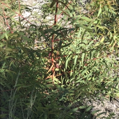 Eucalyptus radiata subsp. robertsonii (Robertson's Peppermint) at Rendezvous Creek, ACT - 21 Dec 2021 by Tapirlord