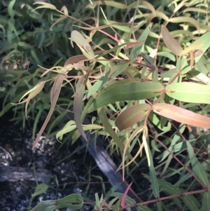 Eucalyptus radiata subsp. robertsonii at Rendezvous Creek, ACT - 21 Dec 2021