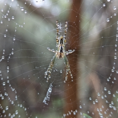 Plebs bradleyi (Enamelled spider) at Ainslie, ACT - 27 Dec 2021 by sbittinger