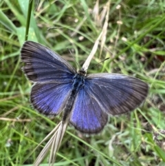 Zizina otis (Common Grass-Blue) at Murrumbateman, NSW - 27 Dec 2021 by SimoneC