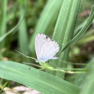 Zizina otis at Murrumbateman, NSW - 27 Dec 2021