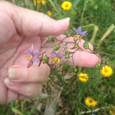 Dianella sp. aff. longifolia (Benambra) (Pale Flax Lily, Blue Flax Lily) at Hughes Grassy Woodland - 27 Dec 2021 by jennyt