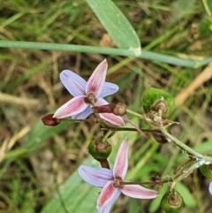 Dianella sp. aff. longifolia (Benambra) at Hughes, ACT - 27 Dec 2021 04:13 PM