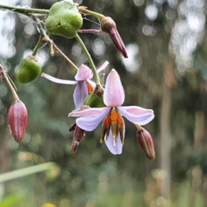 Dianella sp. aff. longifolia (Benambra) at Hughes, ACT - 27 Dec 2021