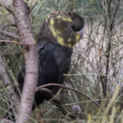 Calyptorhynchus lathami lathami (Glossy Black-Cockatoo) at Pearce, ACT - 27 Dec 2021 by RodDeb