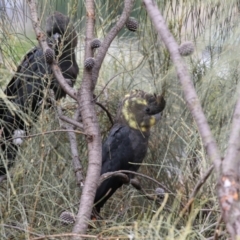 Calyptorhynchus lathami lathami at Pearce, ACT - 27 Dec 2021