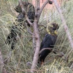 Calyptorhynchus lathami lathami at Pearce, ACT - suppressed