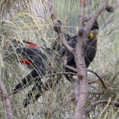 Calyptorhynchus lathami lathami at Pearce, ACT - 27 Dec 2021