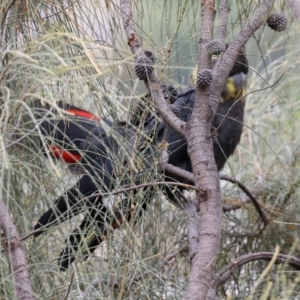 Calyptorhynchus lathami lathami at Pearce, ACT - suppressed