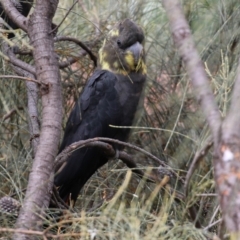 Calyptorhynchus lathami lathami at Pearce, ACT - suppressed