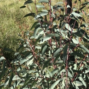 Eucalyptus dalrympleana subsp. dalrympleana at Rendezvous Creek, ACT - 21 Dec 2021 03:45 PM