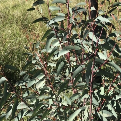 Eucalyptus dalrympleana subsp. dalrympleana (Mountain Gum) at Namadgi National Park - 21 Dec 2021 by Tapirlord