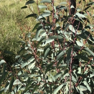 Eucalyptus dalrympleana subsp. dalrympleana at Rendezvous Creek, ACT - 21 Dec 2021