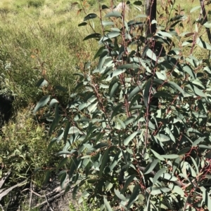 Eucalyptus dalrympleana subsp. dalrympleana at Rendezvous Creek, ACT - 21 Dec 2021