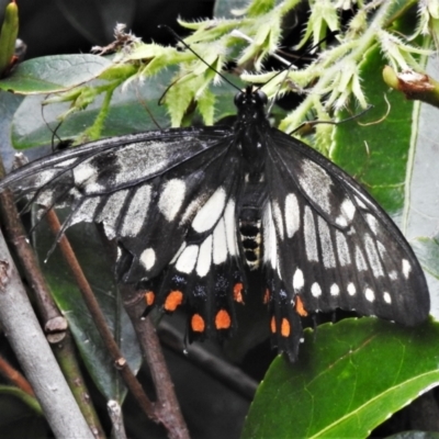 Papilio anactus (Dainty Swallowtail) at Wanniassa, ACT - 27 Dec 2021 by JohnBundock