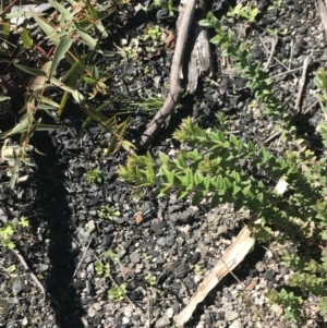 Oxylobium ellipticum at Rendezvous Creek, ACT - 21 Dec 2021