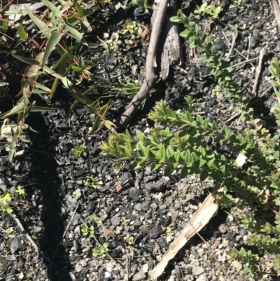 Oxylobium ellipticum (Common Shaggy Pea) at Namadgi National Park - 21 Dec 2021 by Tapirlord